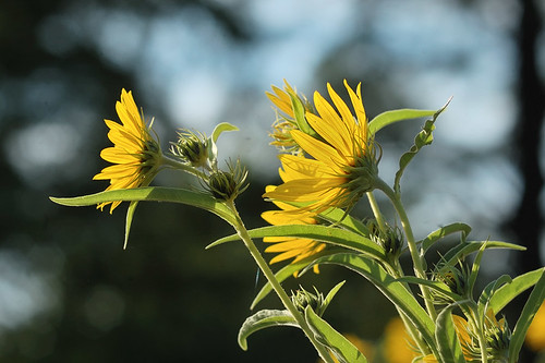 Yellow flowers, in Forest Park, Saint Louis, Missouri, USA