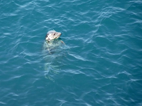 11451 - Grey Seal at Strumble Head