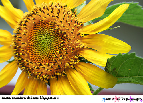 Susan sunflower 2