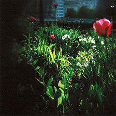Tulips in the City II
