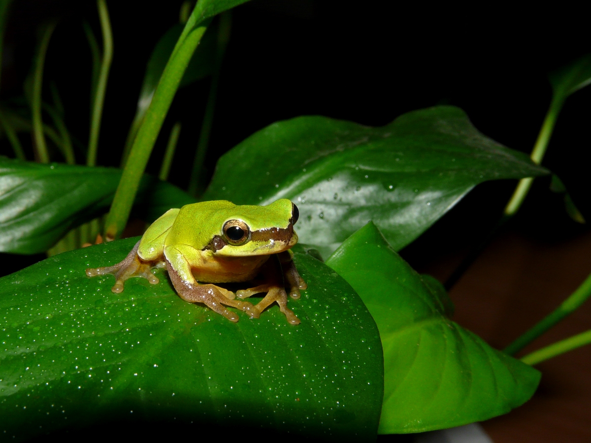 Chinese Tree Toad (Hyla chinensis) - 中國樹蟾
