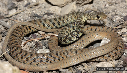 Краснополосый полоз (Coluber rhodorhachis), Фото фотография картинка рептилии змеи
