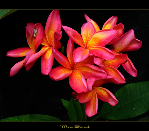 Hawaiian Flowers The Plumeria Maui Sunset Flickr Photo Sharing
