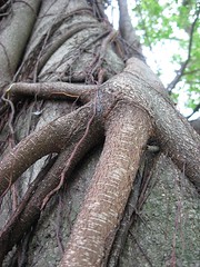 banyan tree roots, kowloon