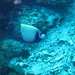 emperor fish