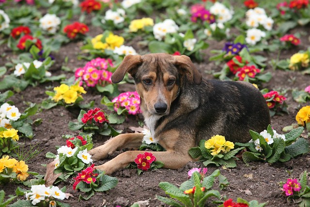 Dog in the Flowers
