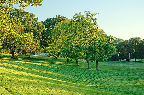 Trees near sunset - Francis Park, in Saint Louis, Missouri, USA