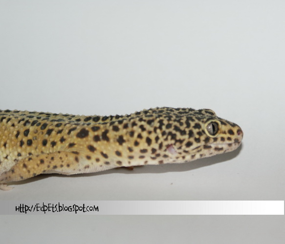 02_Leopard gecko 2009