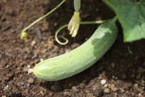 MPF Cucumber