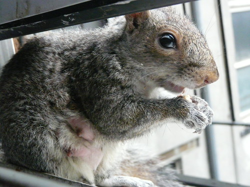 Mommy squirrel