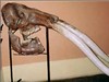 Stegomastodon de hace 2.5Ma del Museo de la UNMSM, Lima.