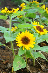 Working the garden: sunflowers