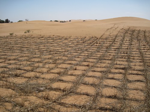 許多國家在沙漠上展開綠化，成效十分有限，更遑論回復原始棲地狀態；攝影：Bert van Dijk／CC-BY-SA