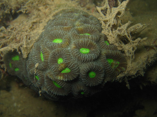 Favid coral