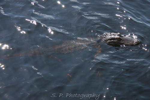 Alligator in Lake Dixie
