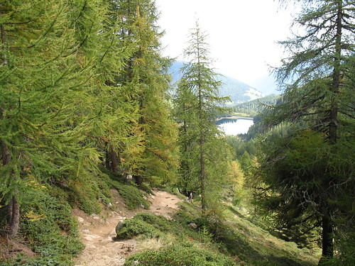 Blick durch den herbstlichen Lärchenwald auf den Stausse Weissbrunn