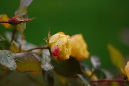 yellow rose with a pink spot