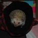 Hedgehog-Lucy keeping me company