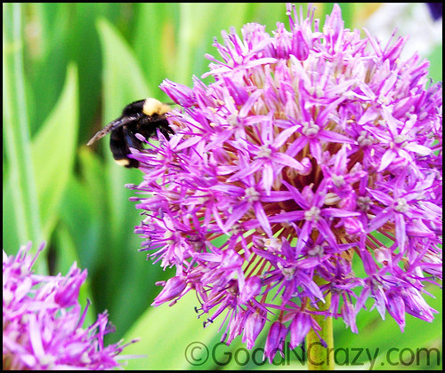 Allium and the Bee