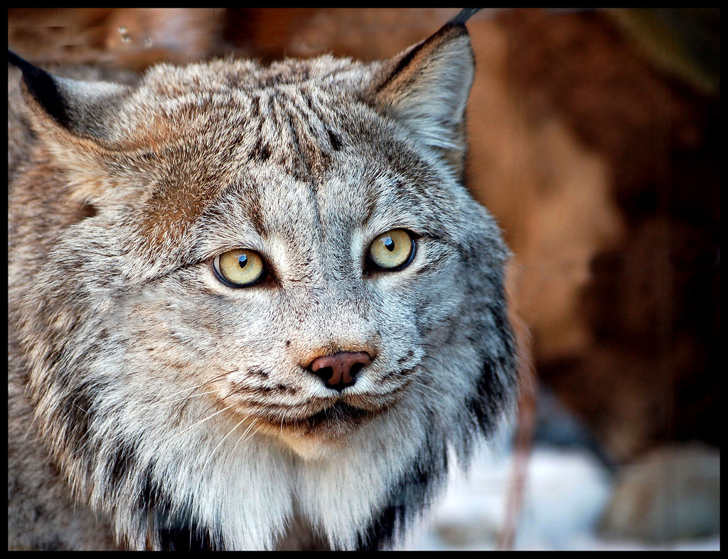 Canadian Lynx.