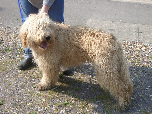 labradoodles fully grown. brown labradoodle - Colin