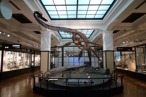Skeleton of the Futabasaurus, a plesiosaur