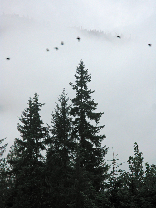 7 birds fly by a tree and a mountain ridge near Juneau, Alaska