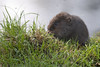Another Water Vole