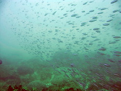 墾丁南灣眺石保護區多年保育有成，區內偶可見到大量魚群的蹤跡。(郭兆陽提供)