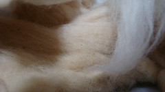 Buckthorn dyed wool closeup