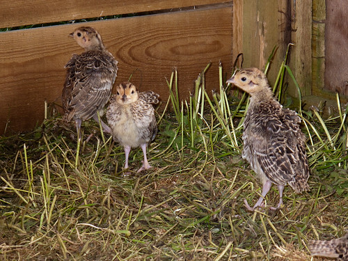 Baby Pheasants