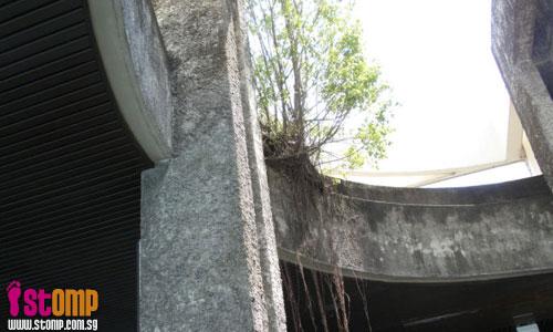 Long tree roots may damage overhead bridge