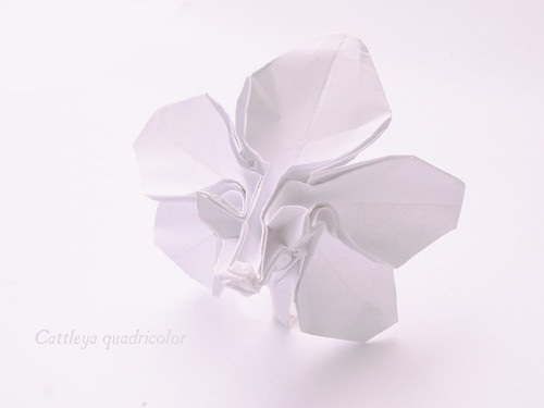 Origami Cattleya