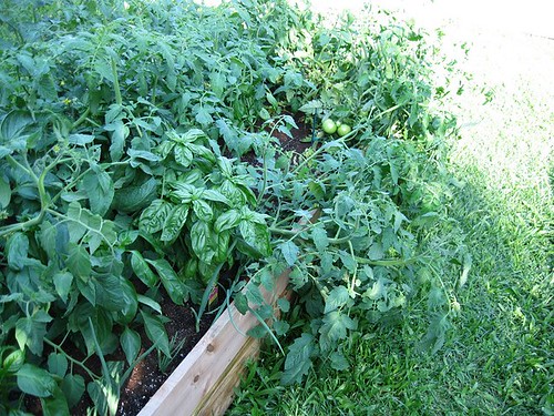 Tomatoes Need Staking