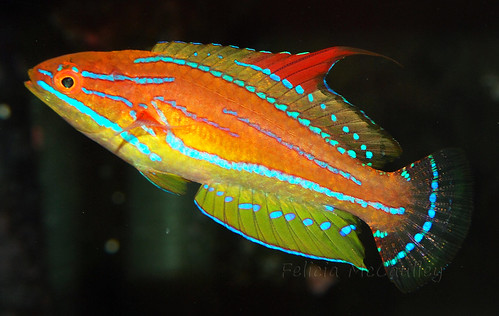 Yellow Fin Flasher Wrasse
