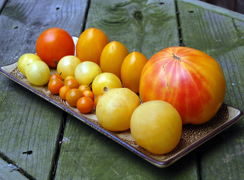 Yellow and orange tomatoes