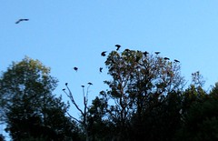 crows in trees 1