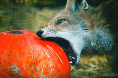 IMG_1855-Zoo_Foxy_Eat