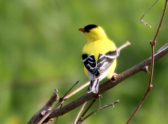 American Goldfinch 20110511