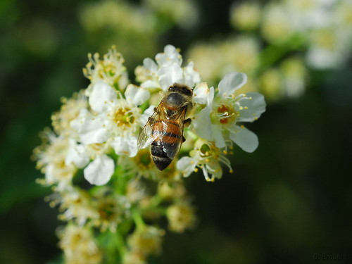 Honeybee on Chokecherry blooms