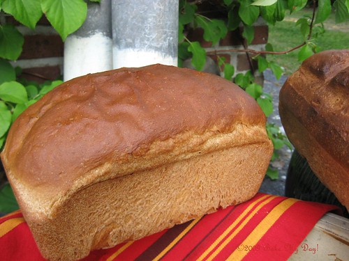Multi pioneer bread