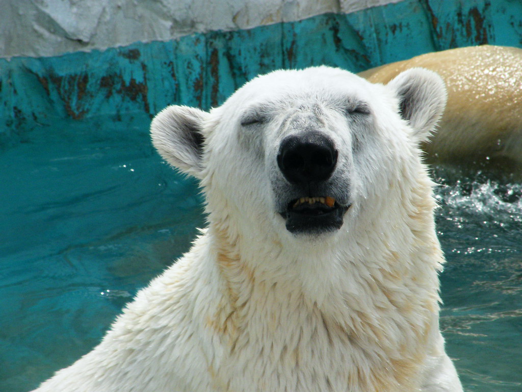 Polar Bear - Say Cheese