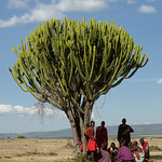 Maasai men sheltering from the sun under a tree - Kenya