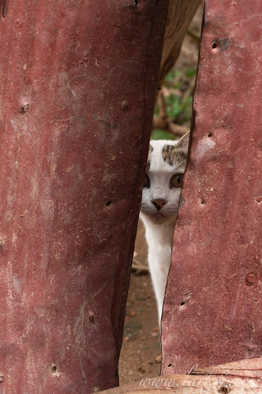 Cat #4(c), Harar, Ethiopia, July 2009