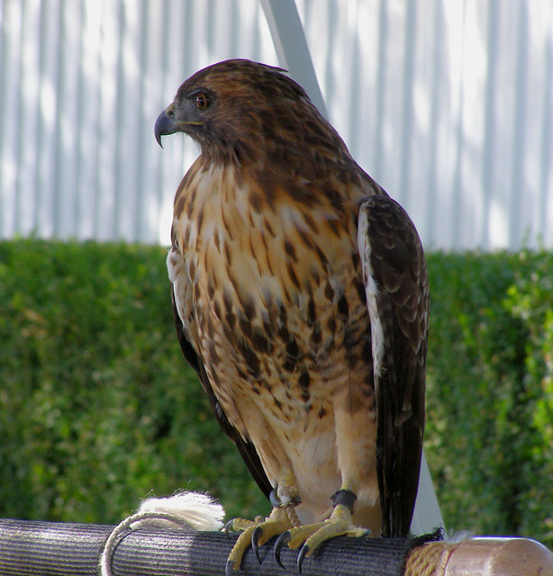 Red tailed Hawk by pegbent