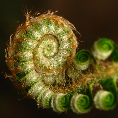 Fuzzy Fern Macro at the coil... by Dialed-in!