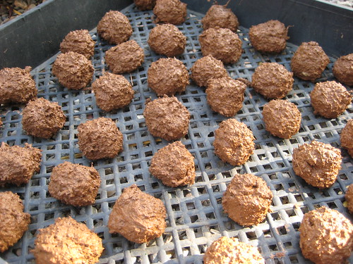 tray of seed bombs