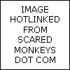 scared monkeys by alicewonderland2