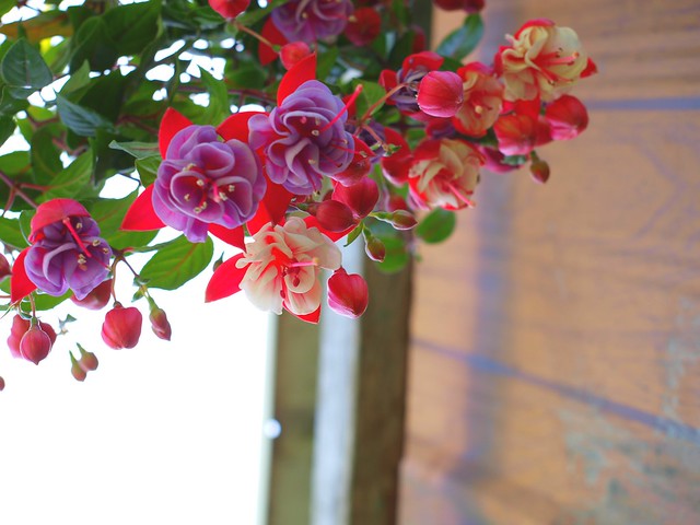 Hanging flowers. :)