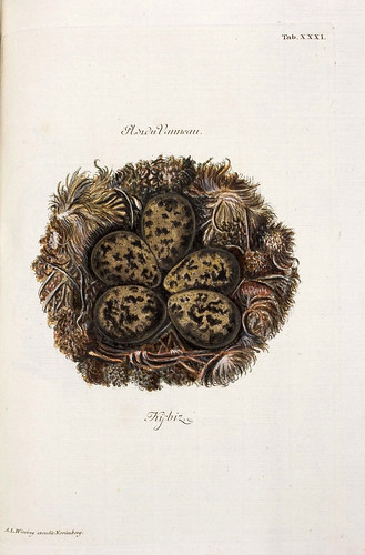006-Nido del Avefria-Colección de nidos de aves 1772